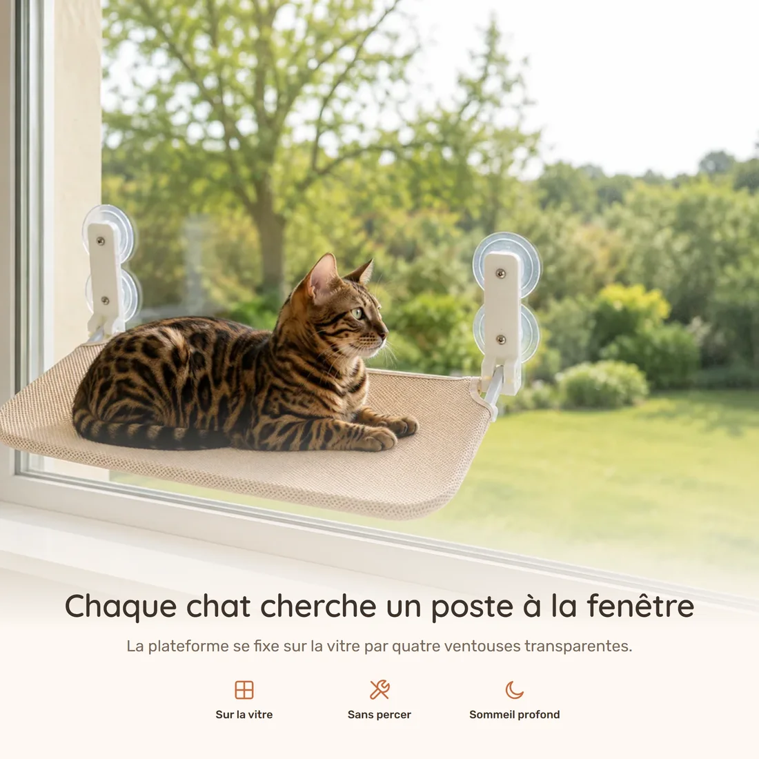 Every cat looks for a post at the window — the beige mesh platform held to the glass by four clear suction cups, a Bengal cat lying on it
