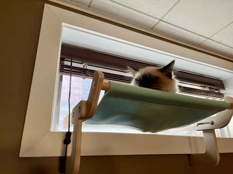 Wooden sill perch in use, photo sent in by Verified buyer