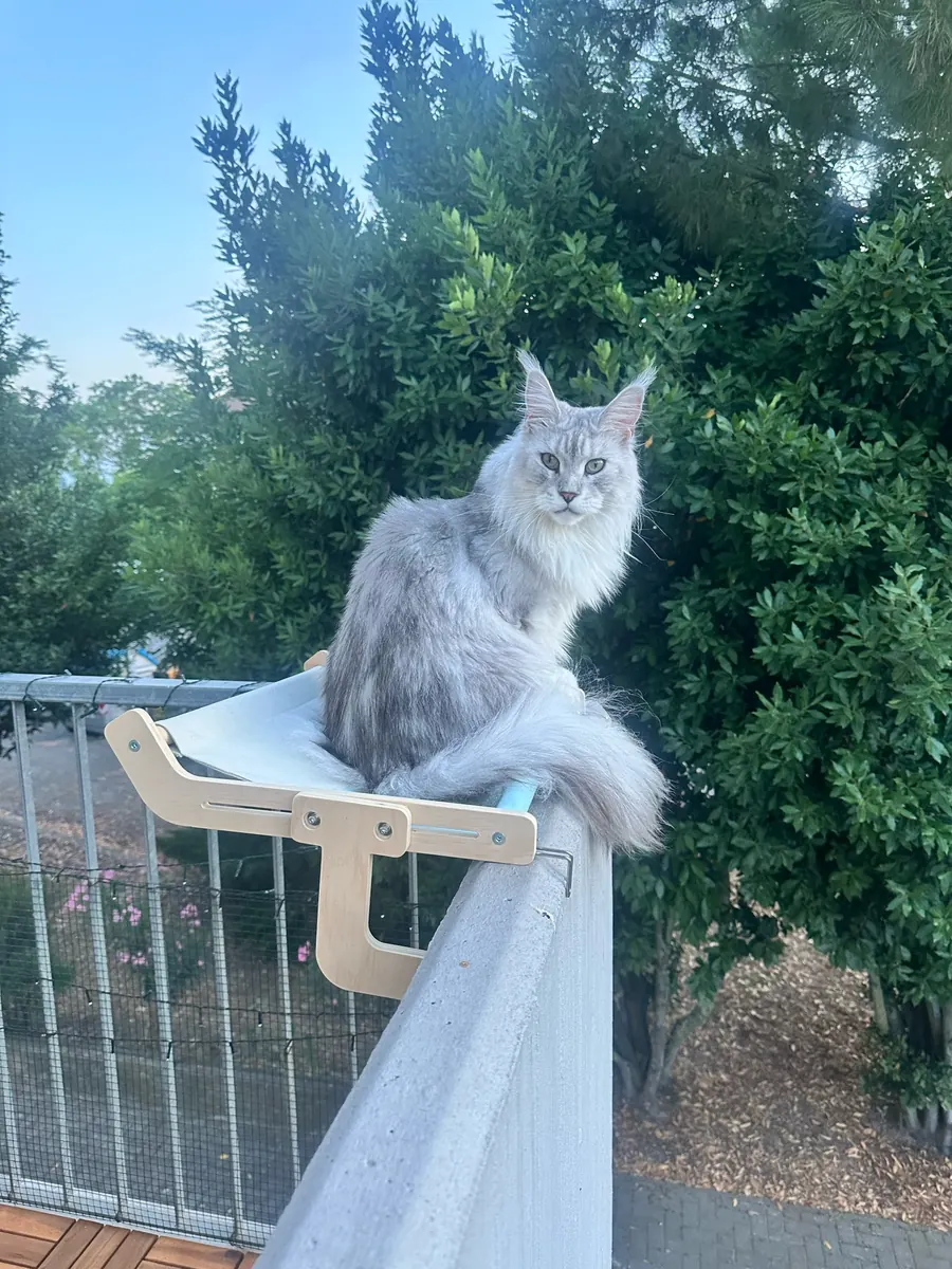 Wooden sill perch in use, photo sent in by Amélie I.