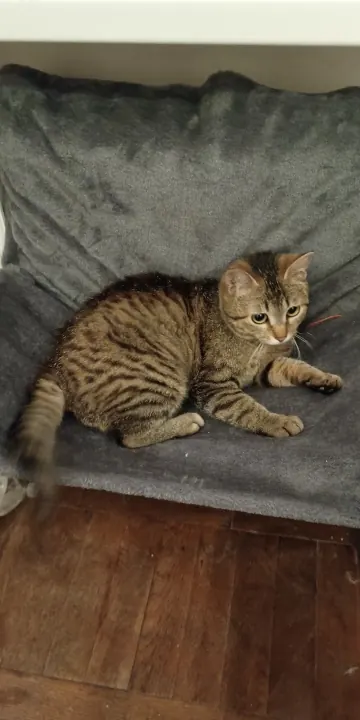 Radiator hammock in use, photo sent in by Verified buyer